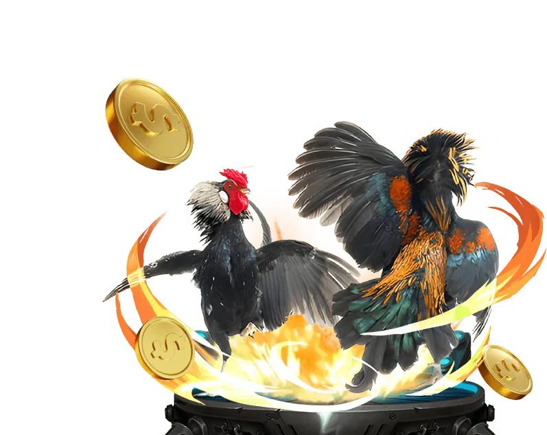 Đấu trường đá gà trực tuyến Campuchia 67